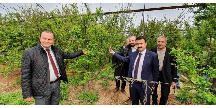 Mersin’de örtü altında yetiştirilen erik, üreticinin yüzünü güldürüyor