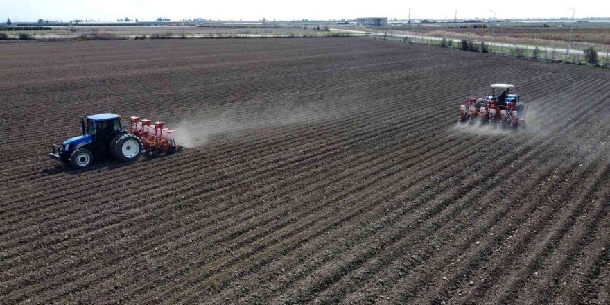 Yerli mısır Çukurova’da yeniden toprakla buluştu