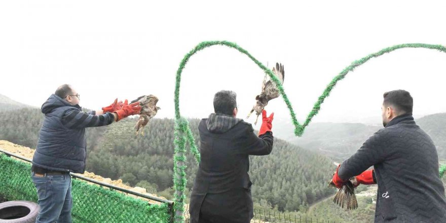 Tedavileri tamamlanan 3 adet kızıl Şahin, Belen’de özgürlüğüne kavuştu