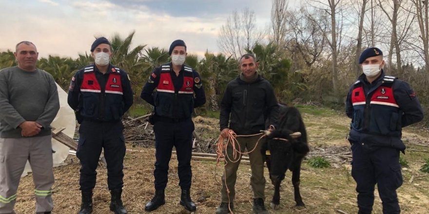 Kaybolan inek, jandarma tarafından bulunup sahibine teslim edildi