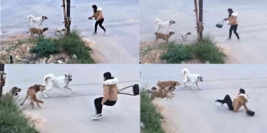 Köpeklerin saldırdığı genç kızın korku dolu anları kamerada