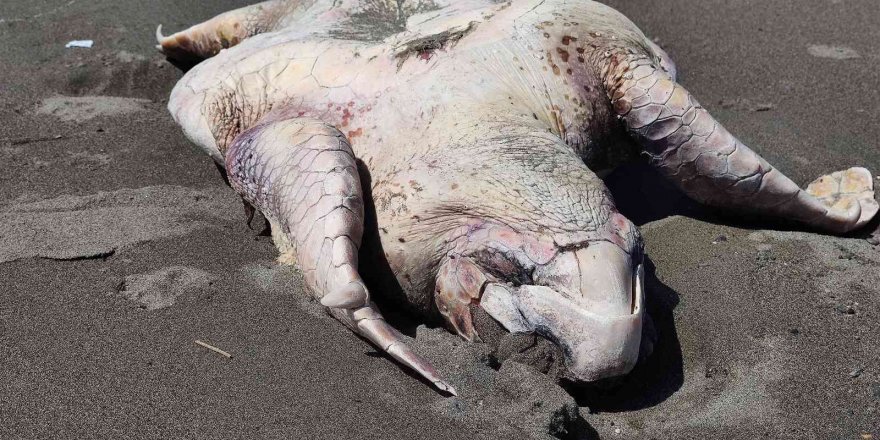 Hatay’da yeşil deniz kaplumbağası ölü bulundu