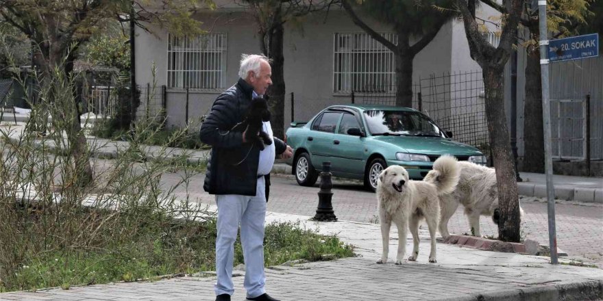 Mahra’nın ölümüne sebep olan köpekler mahallede korku salmaya devam ediyor