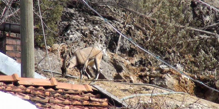 Antalya’da mahallenin ürkek misafirleri
