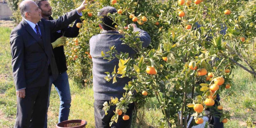 Turunçgilde sezonu uzatacak mandalina çeşidi geliştirildi, hasat başladı