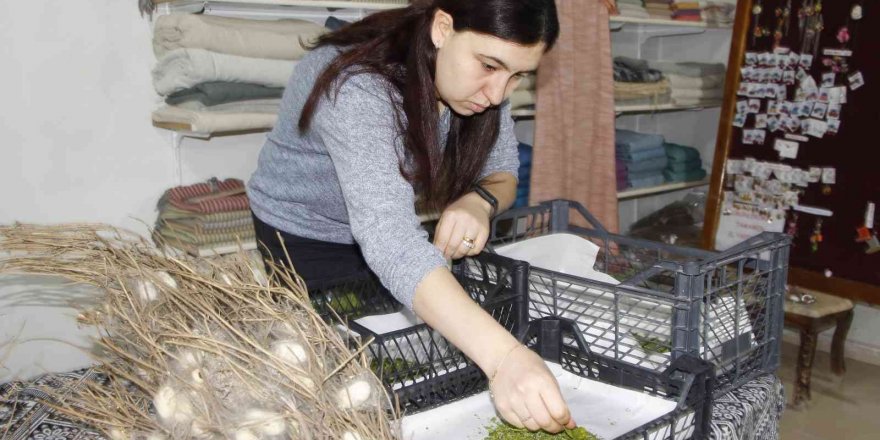 Nesli tükenmekte olan "Hatay sarısı" emin ellerde