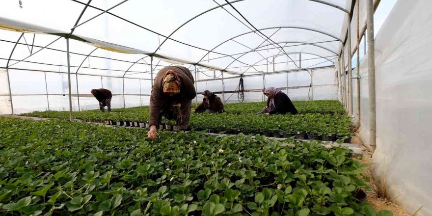 Silifkeli kadınların saksıda ürettikleri çilek fideleri zincir marketlerde satılacak