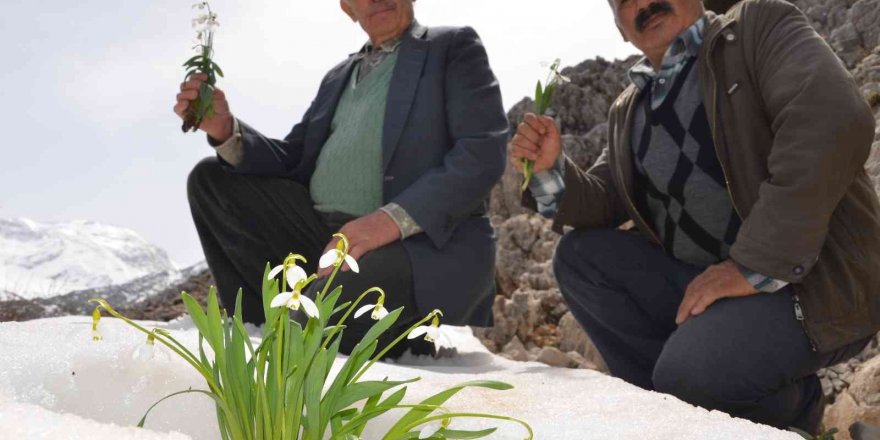 Torosların gelinliği ’kardelenler’ boy göstermeye başladı