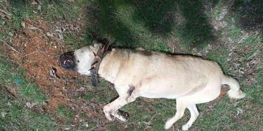 Çoban köpeğini tabancayla vurdular