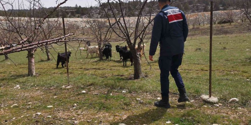 Ahırdan kaybolan keçi ve koyunlar jandarma tarafından bulundu