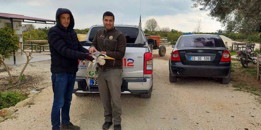 Yaralı balıkçıl tedaviye alındı