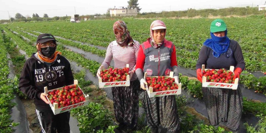 Mersin’de açıkta çilek hasadı başladı