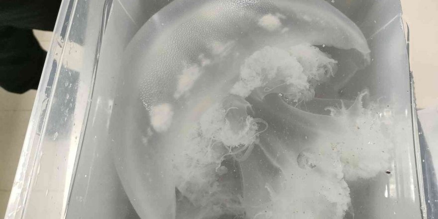 Antalya kıyılarındaki göçmen denizanaları sualtında yakından görüntülendi