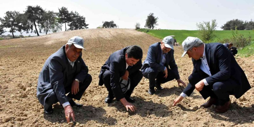 Tarsus’ta yerli ve milli yağlık ayçiçek tohumu ekildi