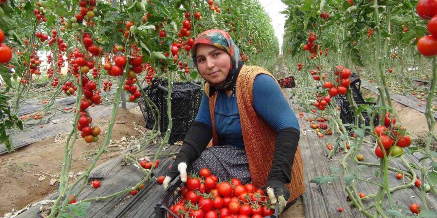 Mersin’de örtü altı domates tarlada 16.50 TL’den alıcı buluyor