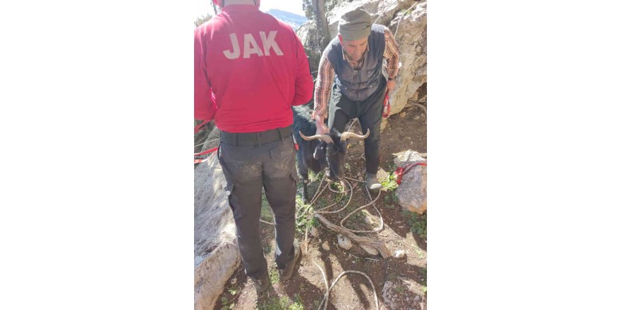 Kayalıklarda mahsur kalan keçi kurtarıldı