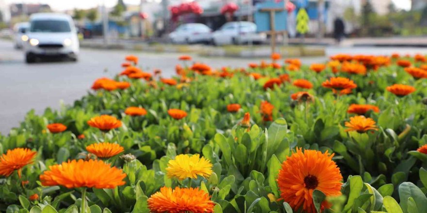 Mersin’de 3 ayda 197 bin bitki toprakla buluşturuldu