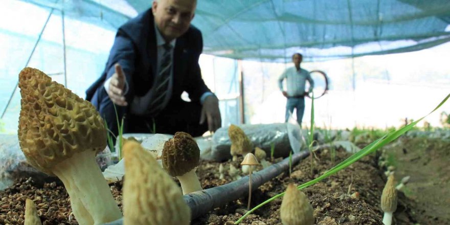 Tazesinin kilosu 400, kurusu 3 bin TL... Türkiye’de ilk defa üretimi yapıldı