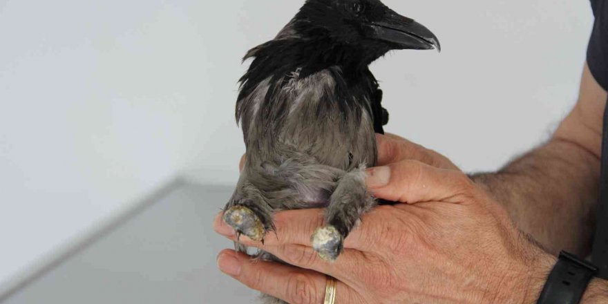 Yaralandı, İşkence Gördü, Uçarak Hayvan Hastanesine Geldi