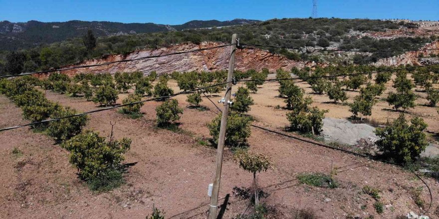 Tanesi 10 Tl Olan Tropikal Meyve İçin On Binlerce Liralık Güvenlik Önlemleri Alınıyor