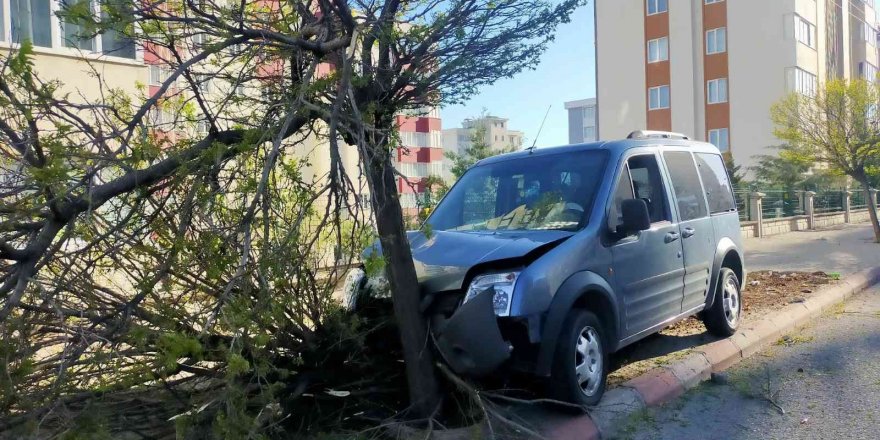 Araç çarptığı ağacı yerinden söktü