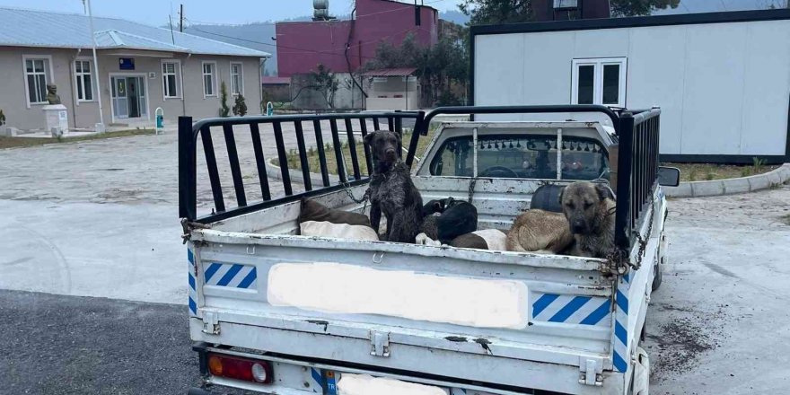 Jandarmadan kaçan araçtan 3 ölü oklu kirpi çıktı