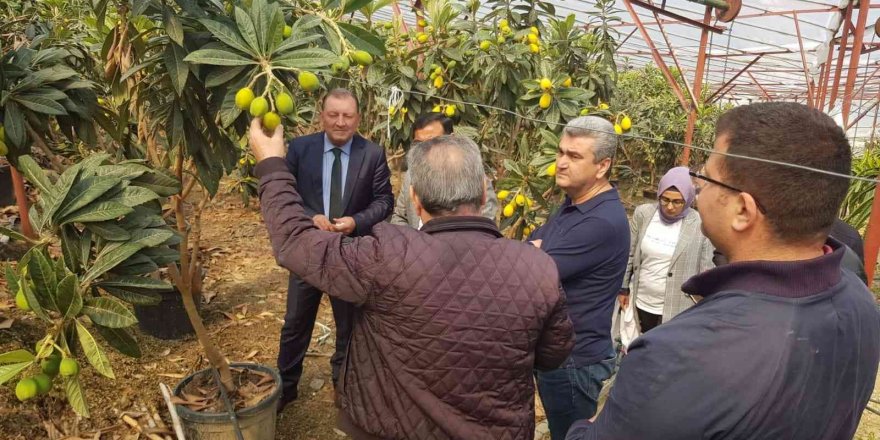 Alanya yenidünyasında ilk kez örtü altı hasat heyecanı yaşandı