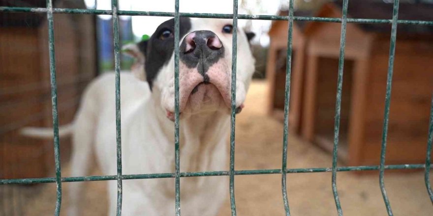 Hatay’da yasaklı ırk köpekler için yeni tedbir alındı