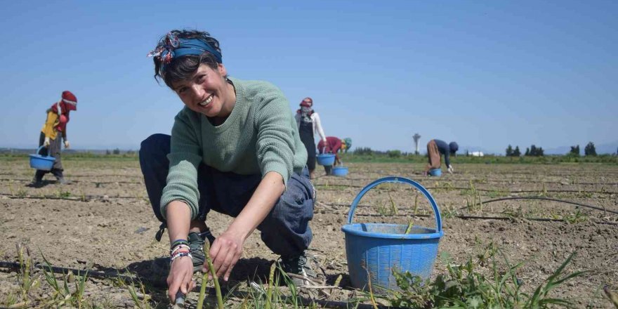 Antalya’da ilk kuşkonmaz hasatını gerçekleştiren kadın, çiftçi Avrupa ülkelerine satışlara başladı