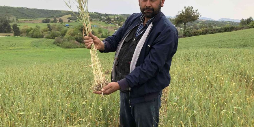 Kuraklık buğday üreticisine 30 yıl sonra tarla sulattı