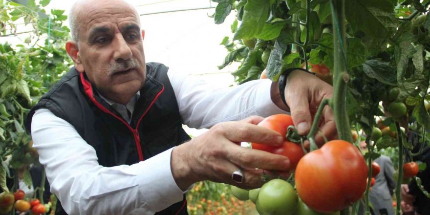 Bakan Kirişci, Antalya’da sarı çizme giyip serada domates topladı