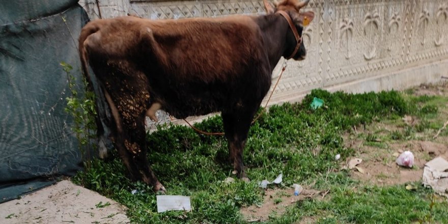 Çalınan inek metruk binada bulundu