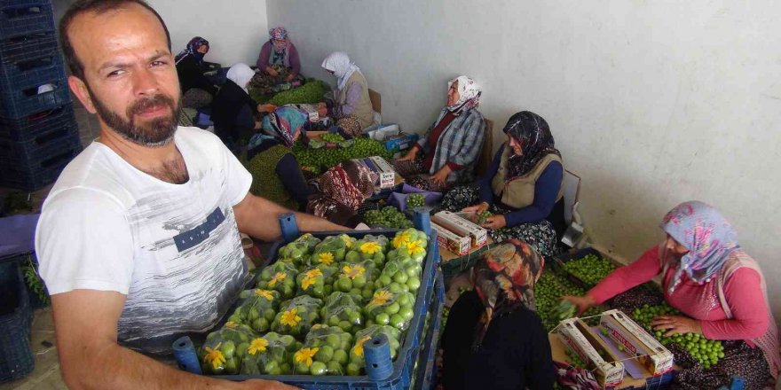 İlk çıktığında 500 liraydı, şimdi kilosu 20 ila 50 lira arasında satılıyor