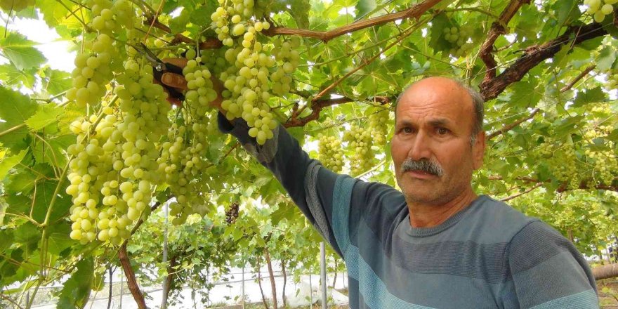 Mersin’den Dubai ve Rusya’ya üzüm