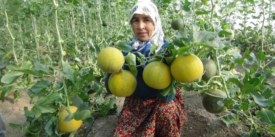 Mersin’de örtü altı kavun hasadı başladı