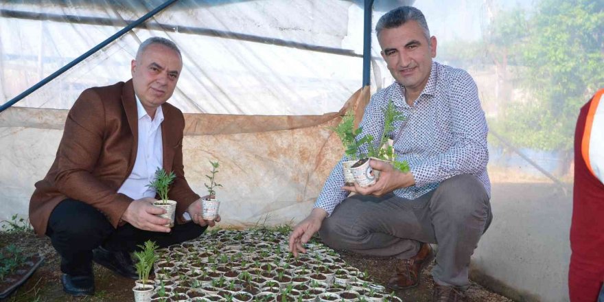 Atık karton bardaklarda çiçek üretiliyor