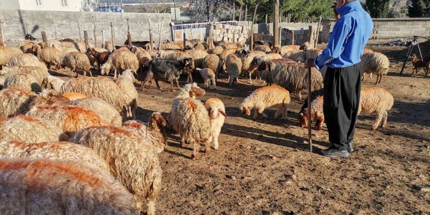 Kahramanmaraş’ta küçükbaş hayvan nüfusuna 250 bin yavru dahil oldu