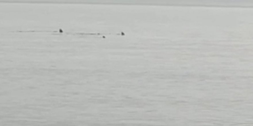 Hatay’da sahile yaklaşan köpek balıkları görüntülendi