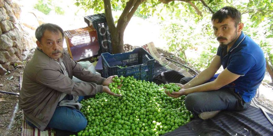 Mersin’de açıkta erik hasadı başladı