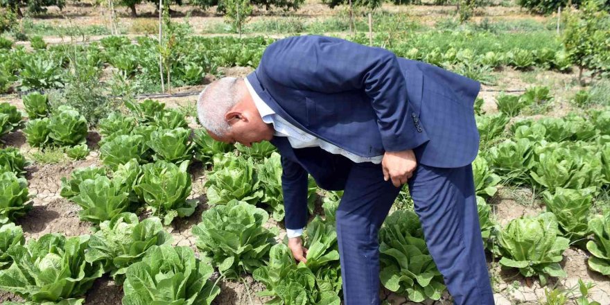 Tarsus’ta üreticiye dağıtılan marulların hasat zamanı geldi