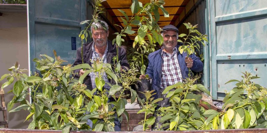 Mersin’de 192 üreticiye 3 bin 865 avokado fidanı ulaştırıldı