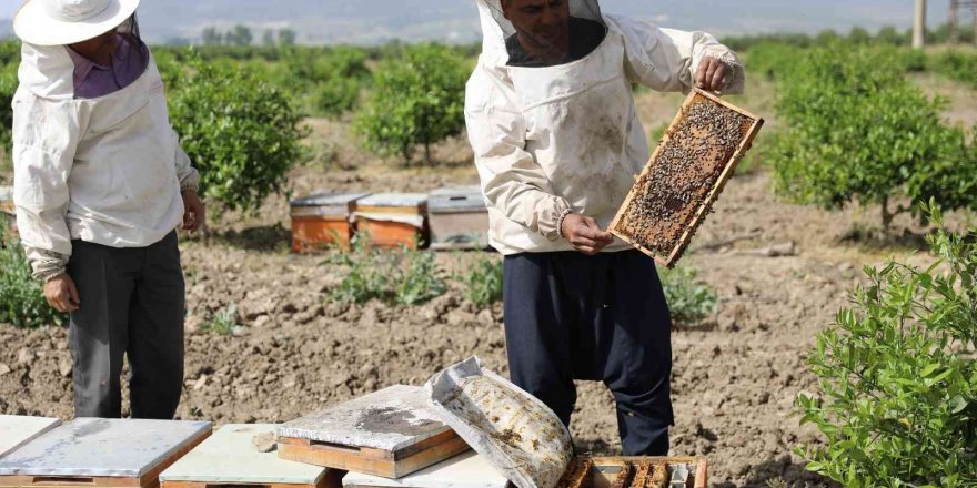 Sertifikalı kursiyerler hibe arı ile üretime başladı