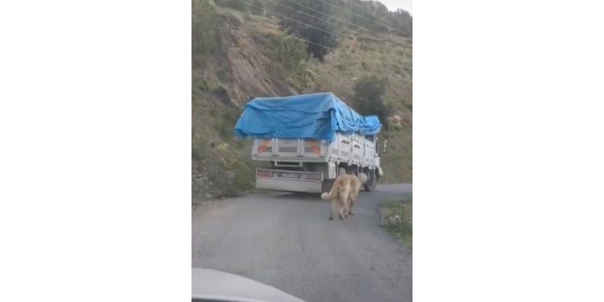 Köpeğini zincirle kamyonuna bağlayıp yolculuk yaptı