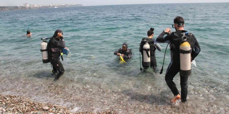 Dünyaca ünlü sahilde deniz kestaneleri koloni olarak görüntülendi