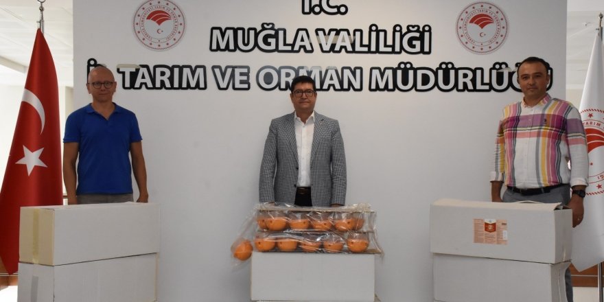 Akdeniz meyve sineği ile mücadele devam ediyor