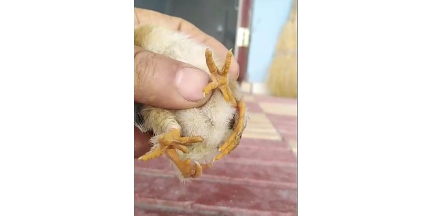 Yumurtadan 4 ayaklı civciv çıktı