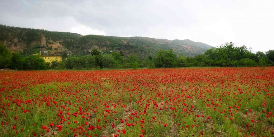 Gelincikler tarlaları süsledi