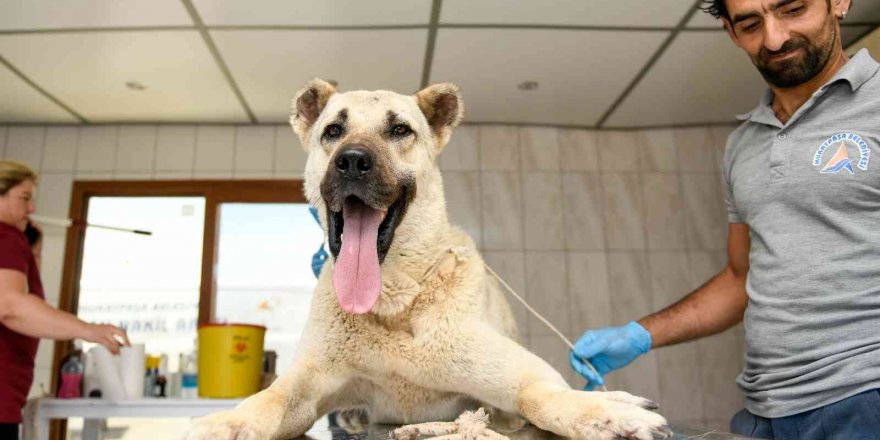 Kamyonetin arkasında sürüklenen köpek tedavi altına alındı