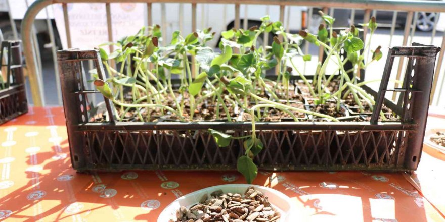 Alanya’da su kabağı fidesi dağıtımı devam ediyor