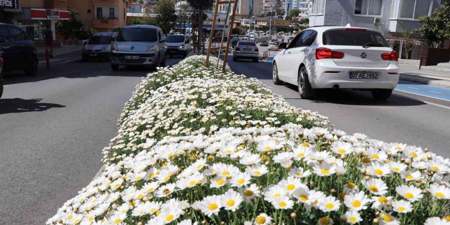 630 bin çiçekle Alanya rengarenk olacak